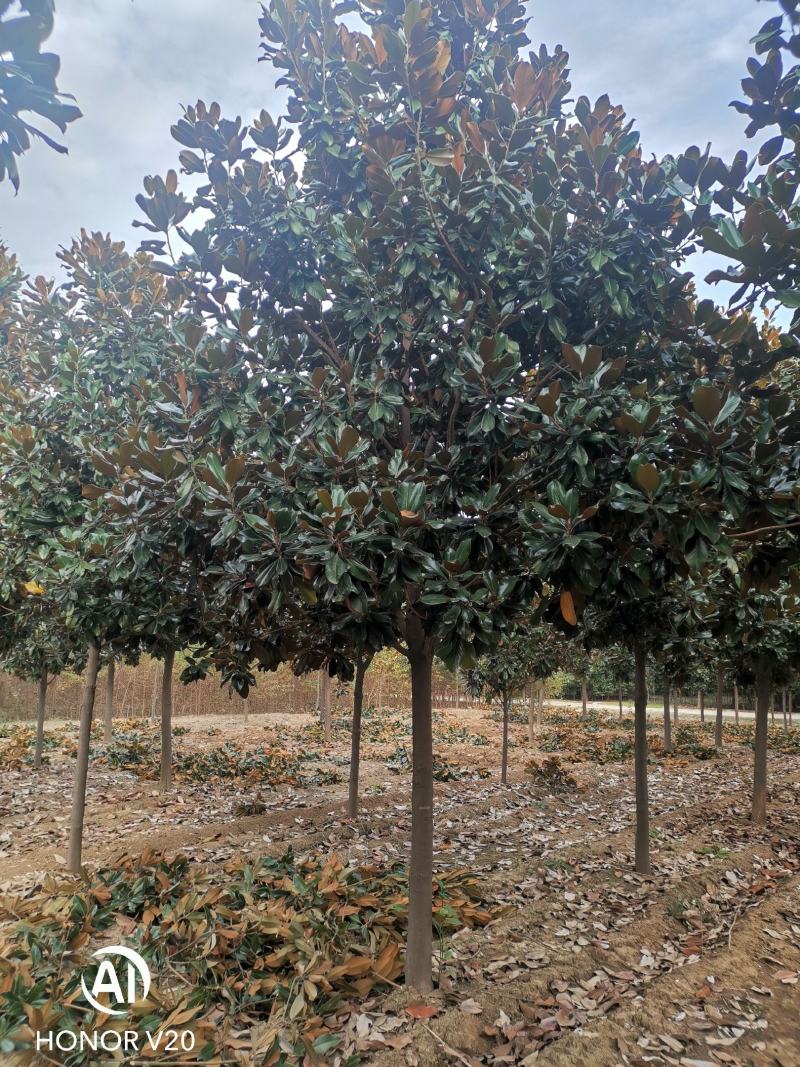 基地直供8至30公分广玉兰，货源充足，树形好，一手货源