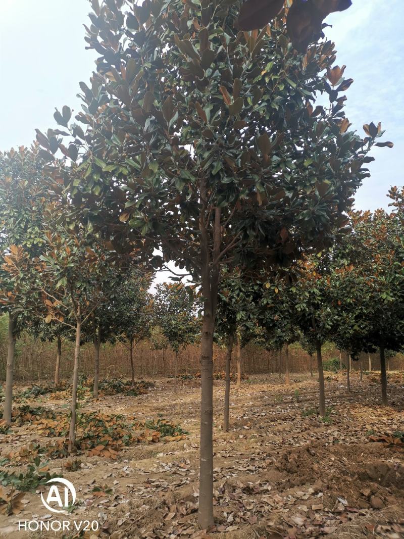 基地直供8至30公分广玉兰，货源充足，树形好，一手货源