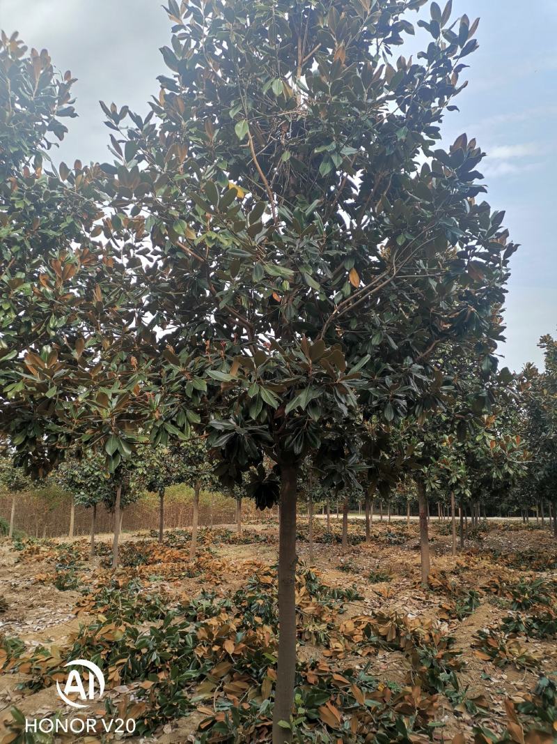 基地直供8至30公分广玉兰，货源充足，树形好，一手货源
