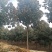 基地直供8至30公分广玉兰，货源充足，树形好，一手货源