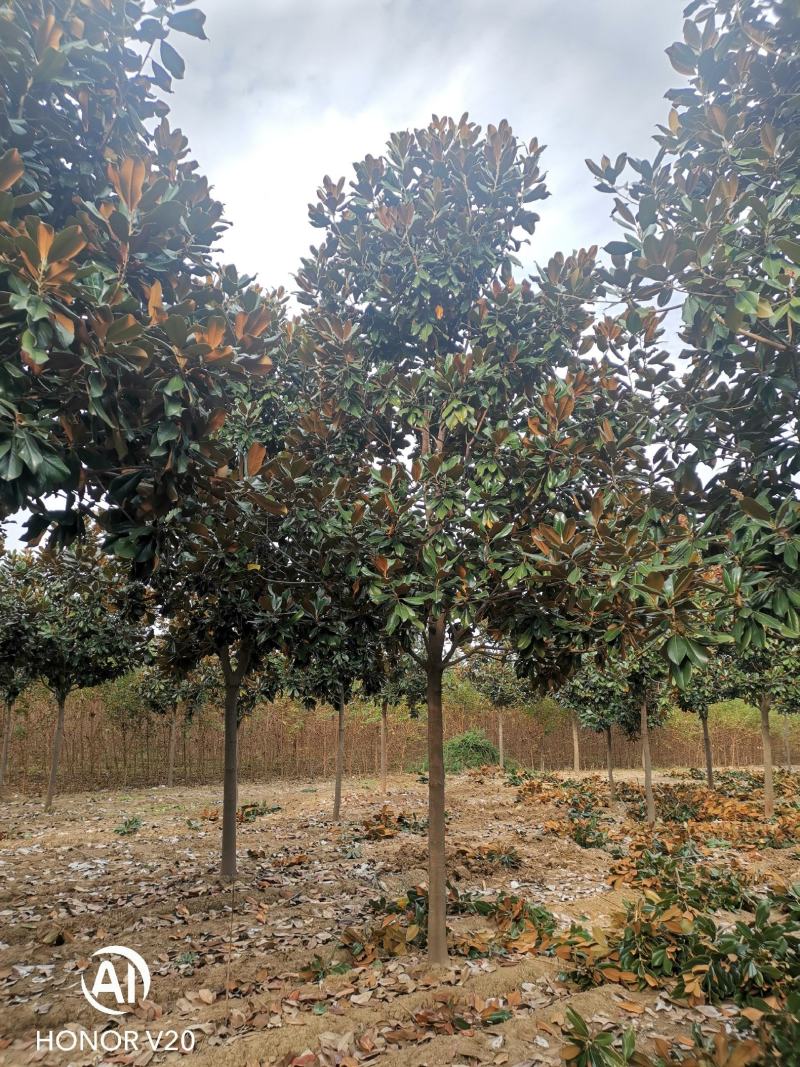 基地直供8至30公分广玉兰，货源充足，树形好，一手货源