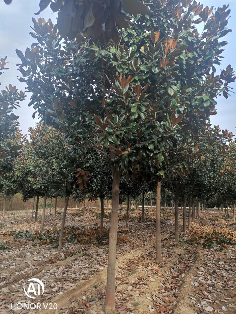 基地直供8至30公分广玉兰，货源充足，树形好，一手货源