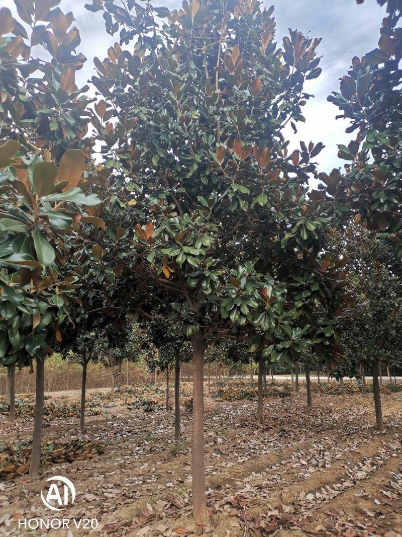 基地直供8至30公分广玉兰，货源充足，树形好，一手货源
