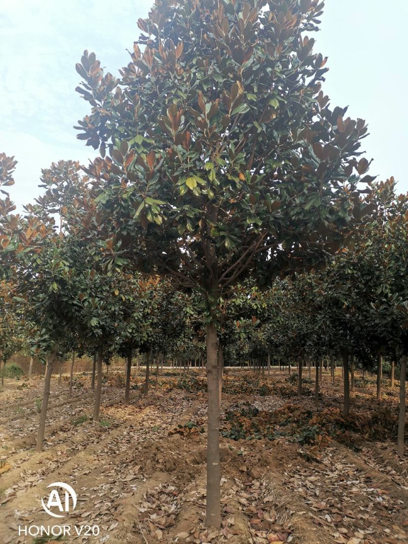 基地直供8至30公分广玉兰，货源充足，树形好，一手货源