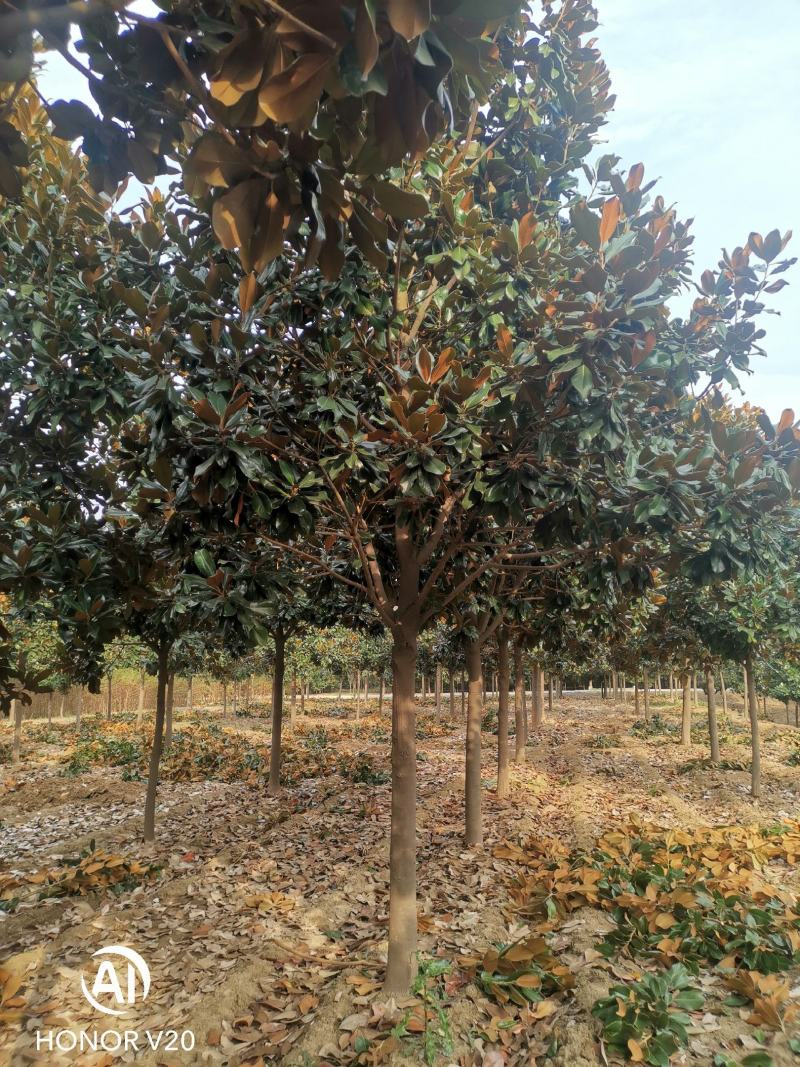 基地直供8至30公分广玉兰，货源充足，树形好，一手货源