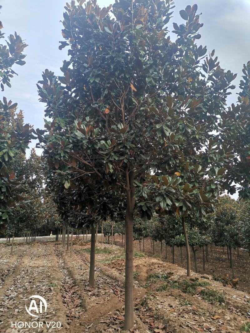 基地直供8至30公分广玉兰，货源充足，树形好，一手货源