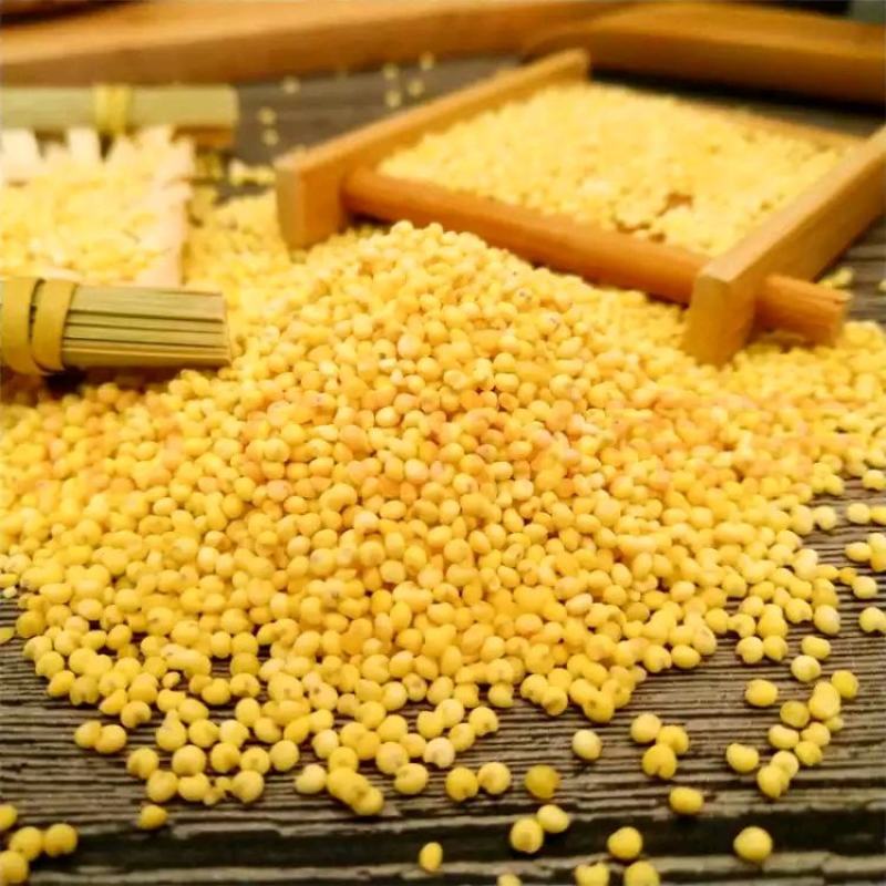 22年红黍子大黄米粘米批发包粽子粘豆包糯黄米汤圆