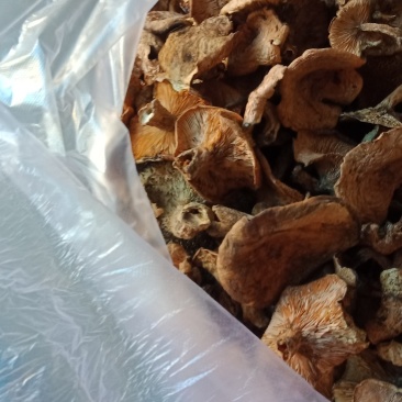 烘干松蘑干货大量供应，