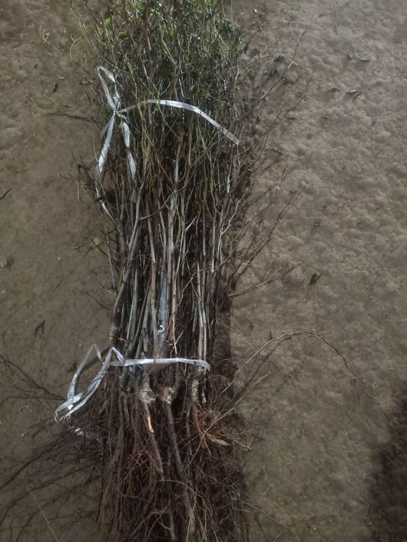 枣树苗南北种植包邮包成活，冬枣，盘龙枣，雪枣。