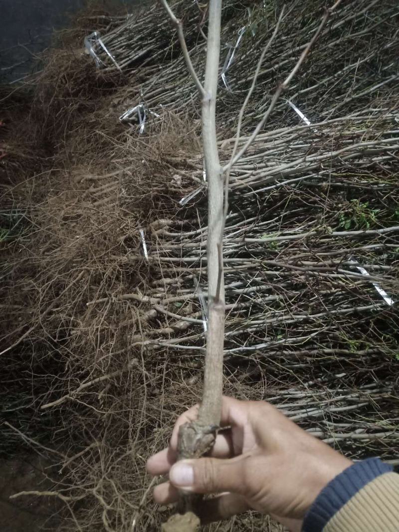 枣树苗南北种植包邮包成活，冬枣，盘龙枣，雪枣。