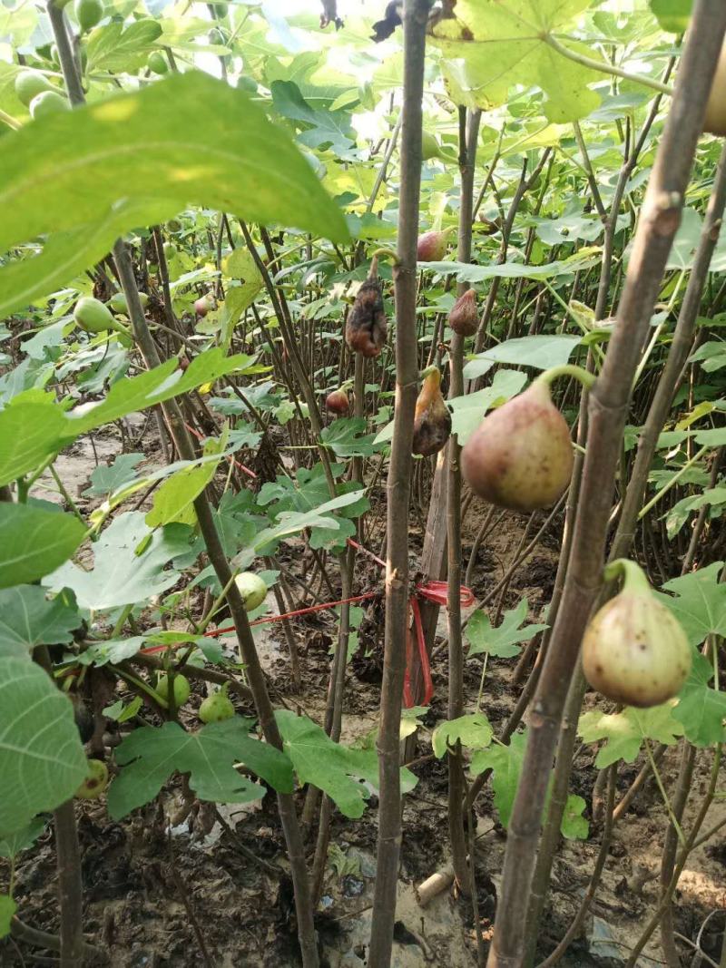 无花果苗80cm以上，大量现货供应中基地直销。