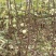 无花果苗80cm以上，大量现货供应中基地直销。