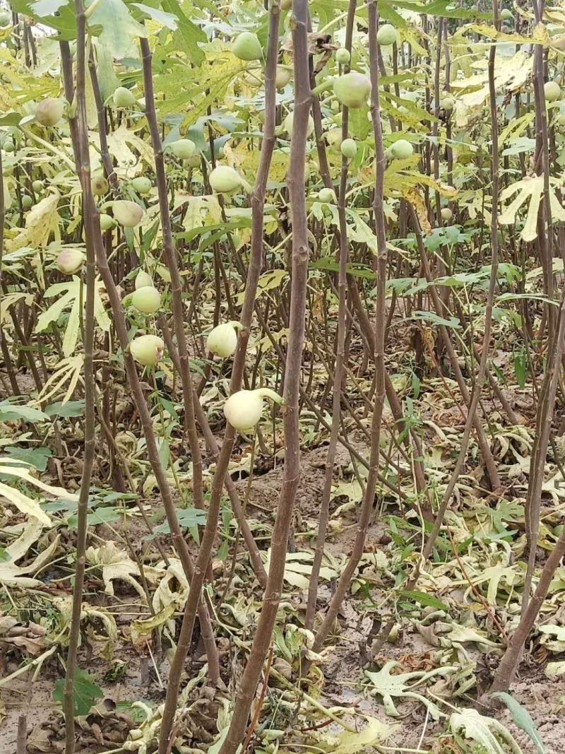 无花果苗80cm以上，大量现货供应中基地直销。