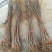 无花果苗80cm以上，大量现货供应中基地直销。