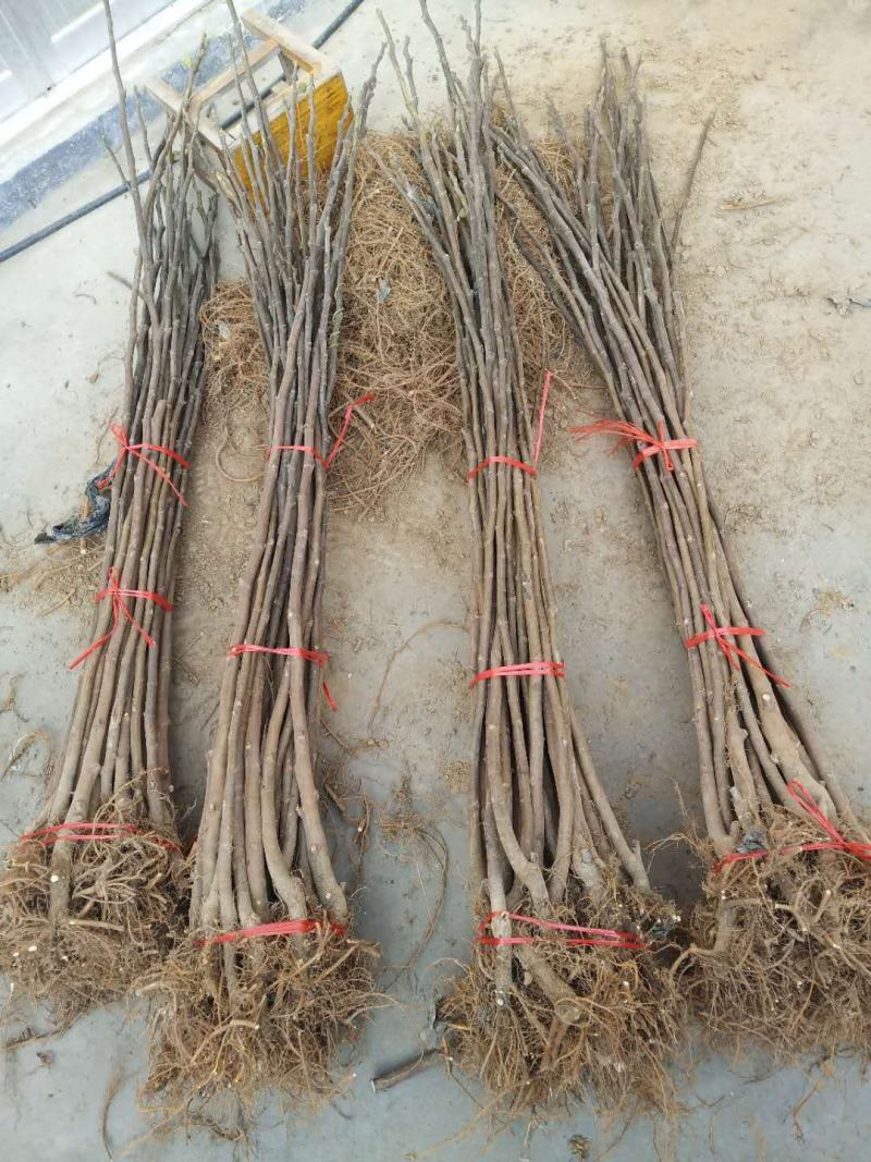 无花果苗80cm以上，大量现货供应中基地直销。