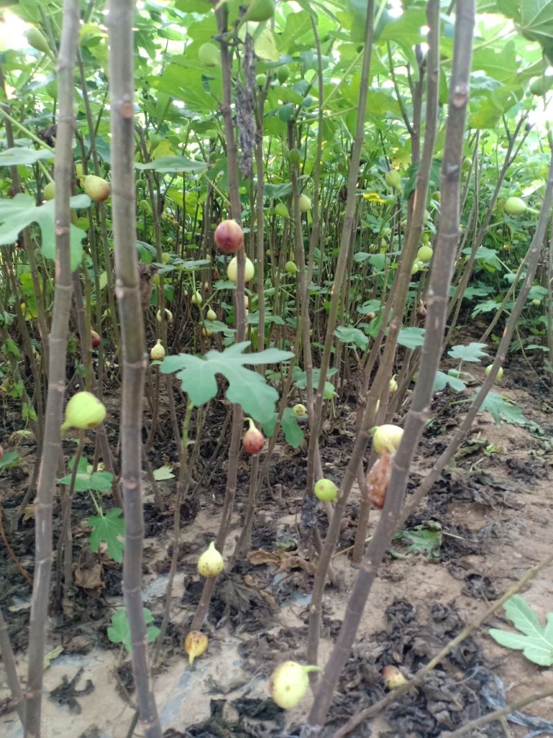 无花果苗80cm以上，大量现货供应中基地直销。