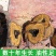 唐古特大黄，产地直供道地药材，药典标准支持线上交易保障