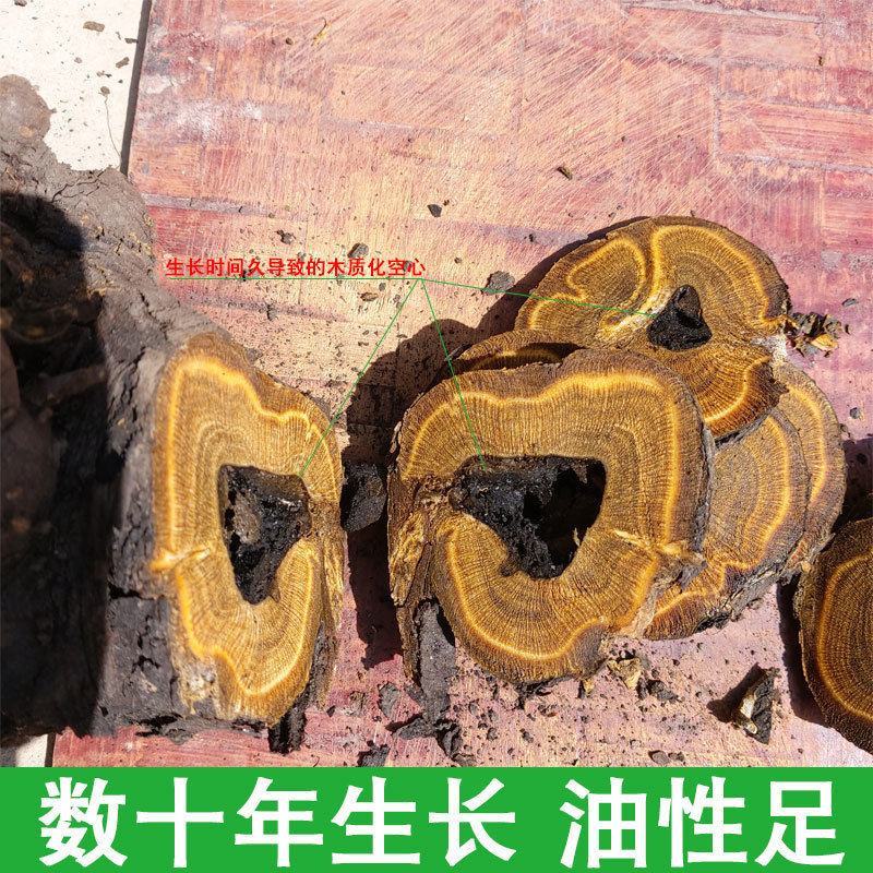 唐古特大黄，产地直供道地药材，药典标准支持线上交易保障