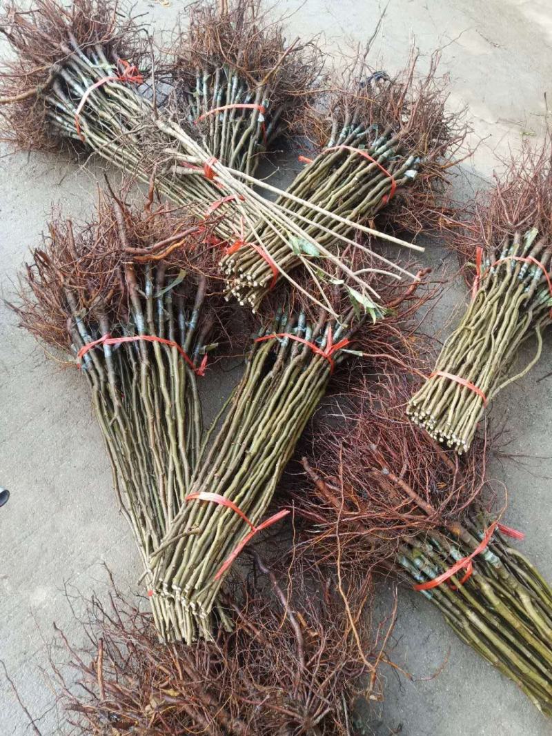 山东大红袍板栗苗，泰山板栗苗，自产自销，看货起苗。