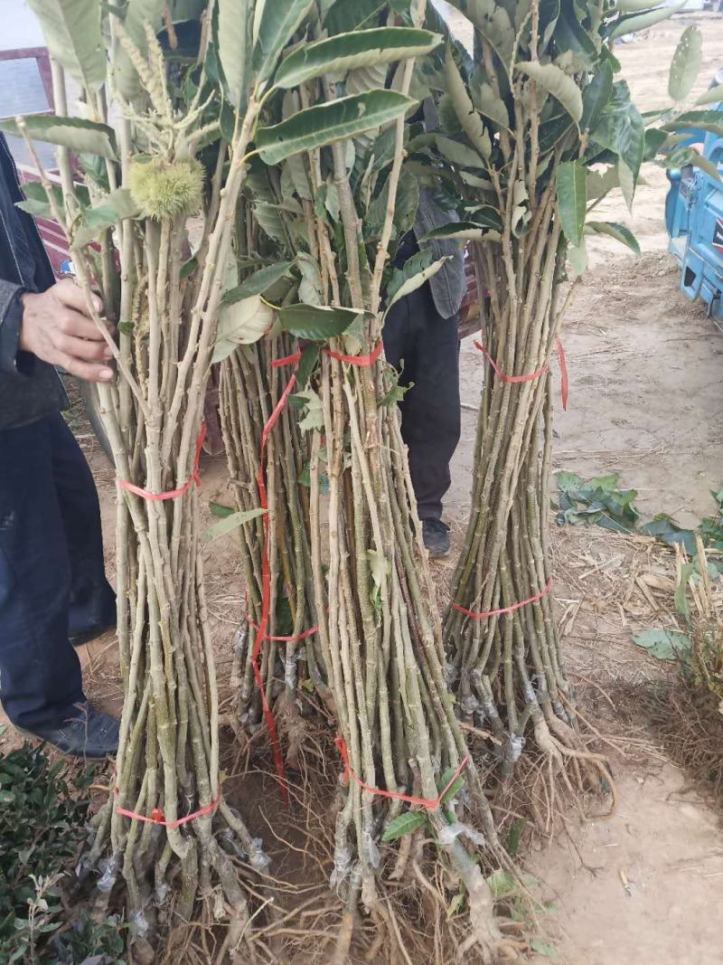 山东大红袍板栗苗，泰山板栗苗，自产自销，看货起苗。
