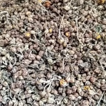 野菊花河南信陽野菊花大別山特產幹度好今年新貨