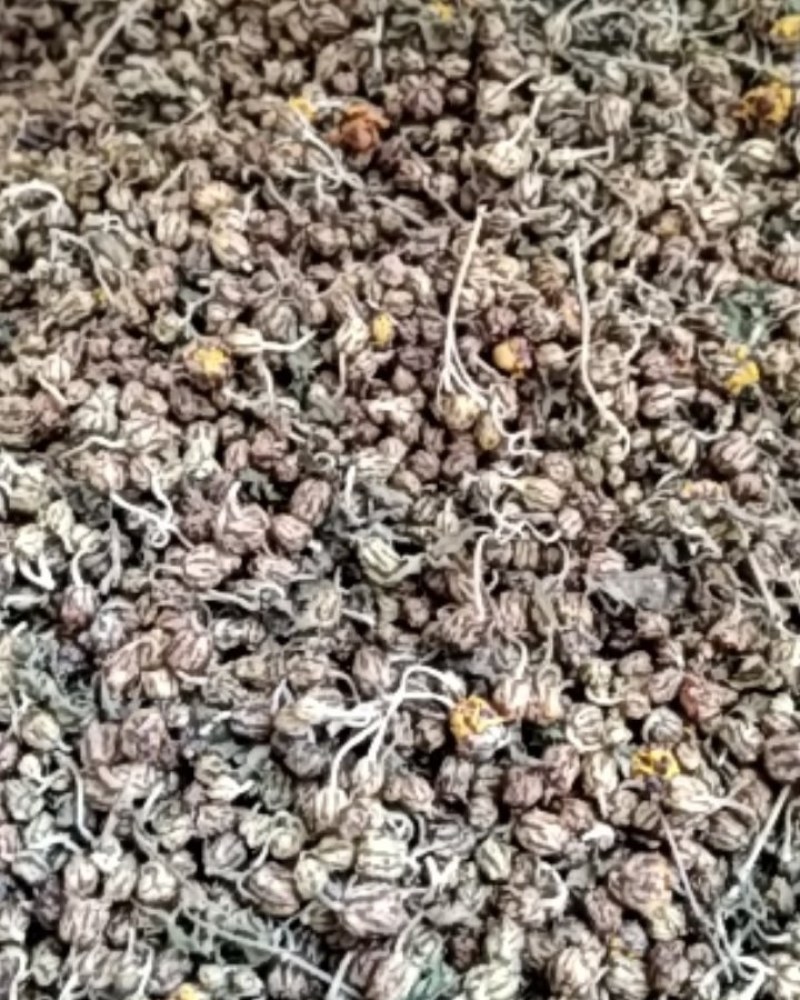 野菊花河南信陽野菊花大別山特產幹度好今年新貨