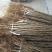 花椒苗一年苗50公分以上大红袍九叶青大青稞