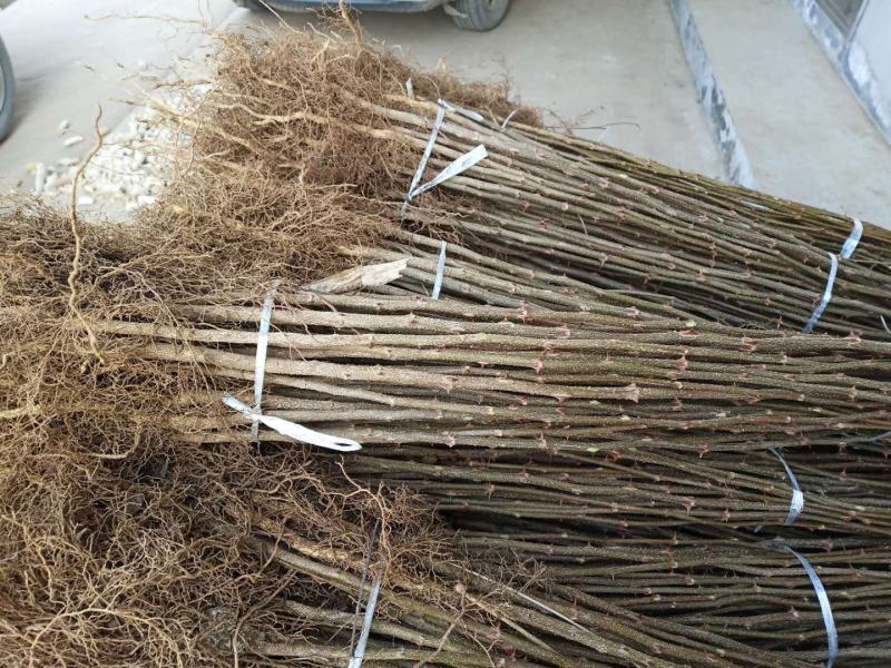 花椒苗一年苗50公分以上大红袍九叶青大青稞