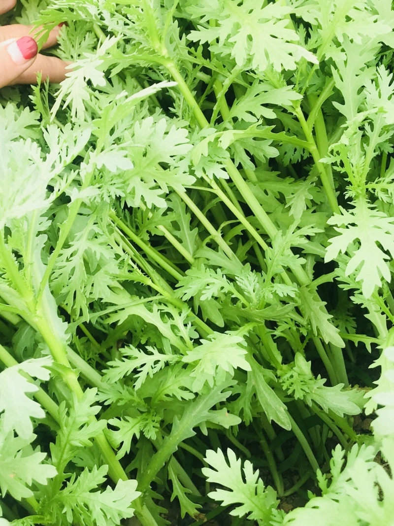 茼蒿菜赶集零售免人工费电商档口产地直达新鲜