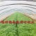 茼蒿菜赶集零售免人工费电商档口产地直达新鲜