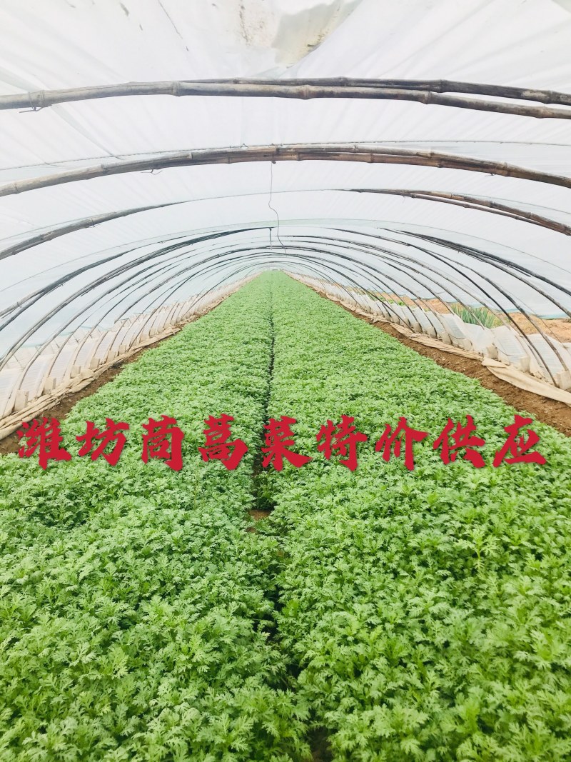 茼蒿菜赶集零售免人工费电商档口产地直达新鲜
