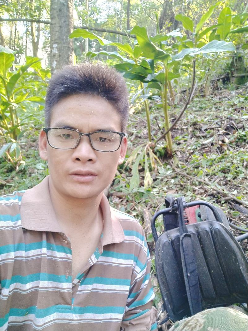 云南德宏盈江县支那乡生态草果