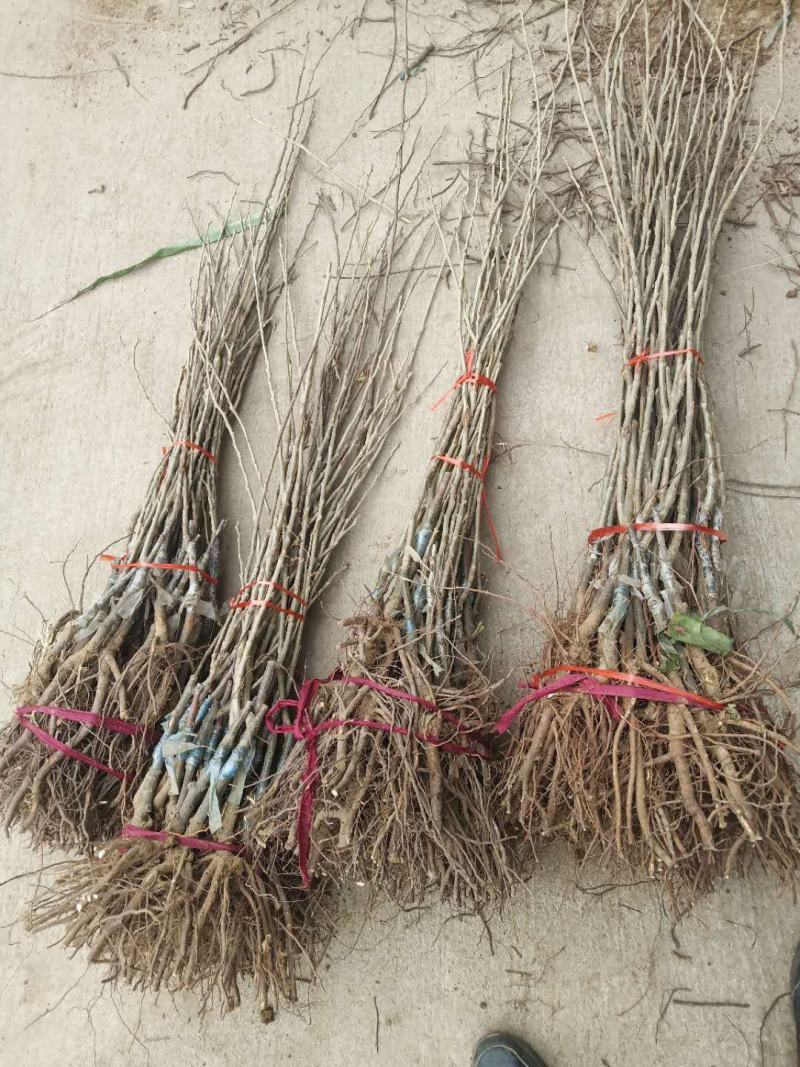 板栗树苗70~80cm，大红袍板栗，泰山板栗。