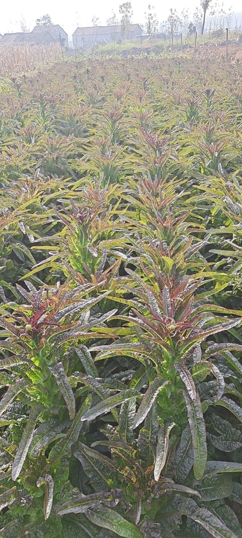 莴苣2斤以上40~50cm