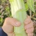 莴苣2斤以上40~50cm