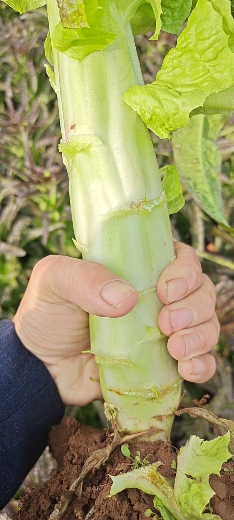 莴苣2斤以上40~50cm