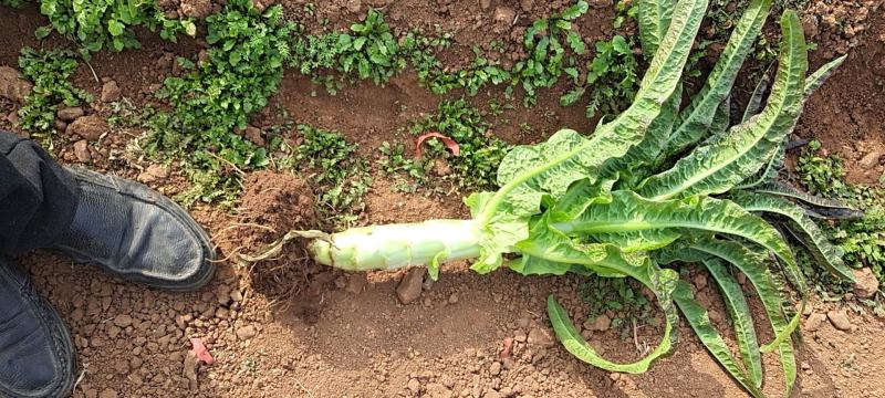 莴苣2斤以上40~50cm
