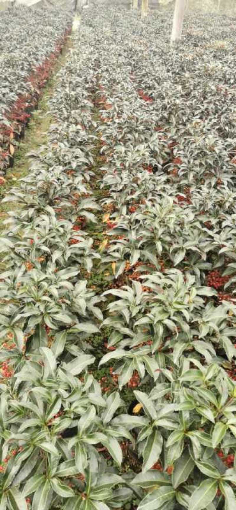 富贵籽小盆载原名朱沙根