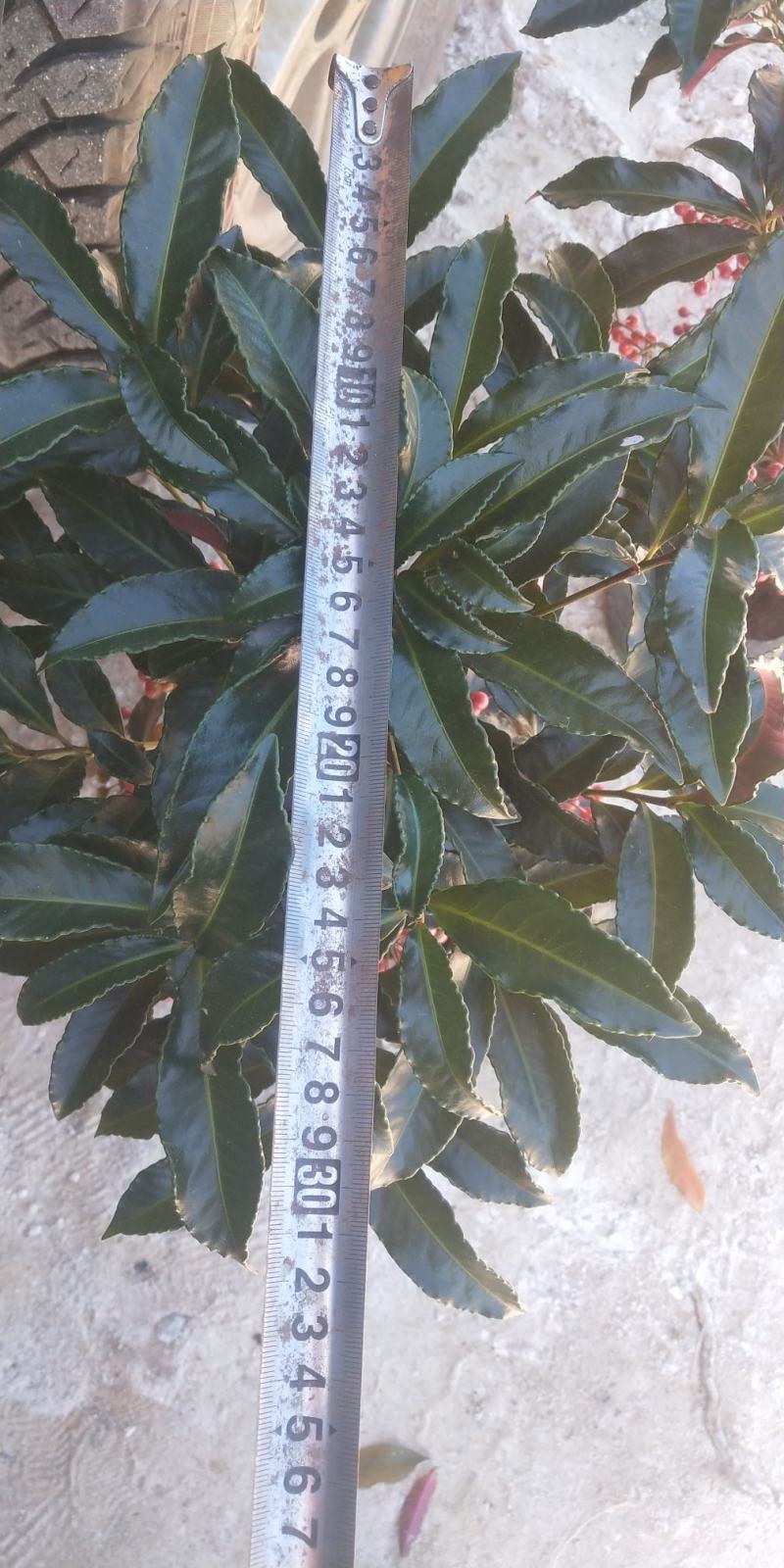 富贵籽小盆载原名朱沙根
