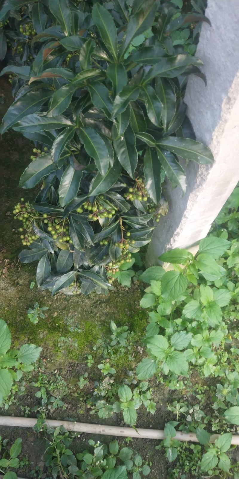 富贵籽小盆载原名朱沙根