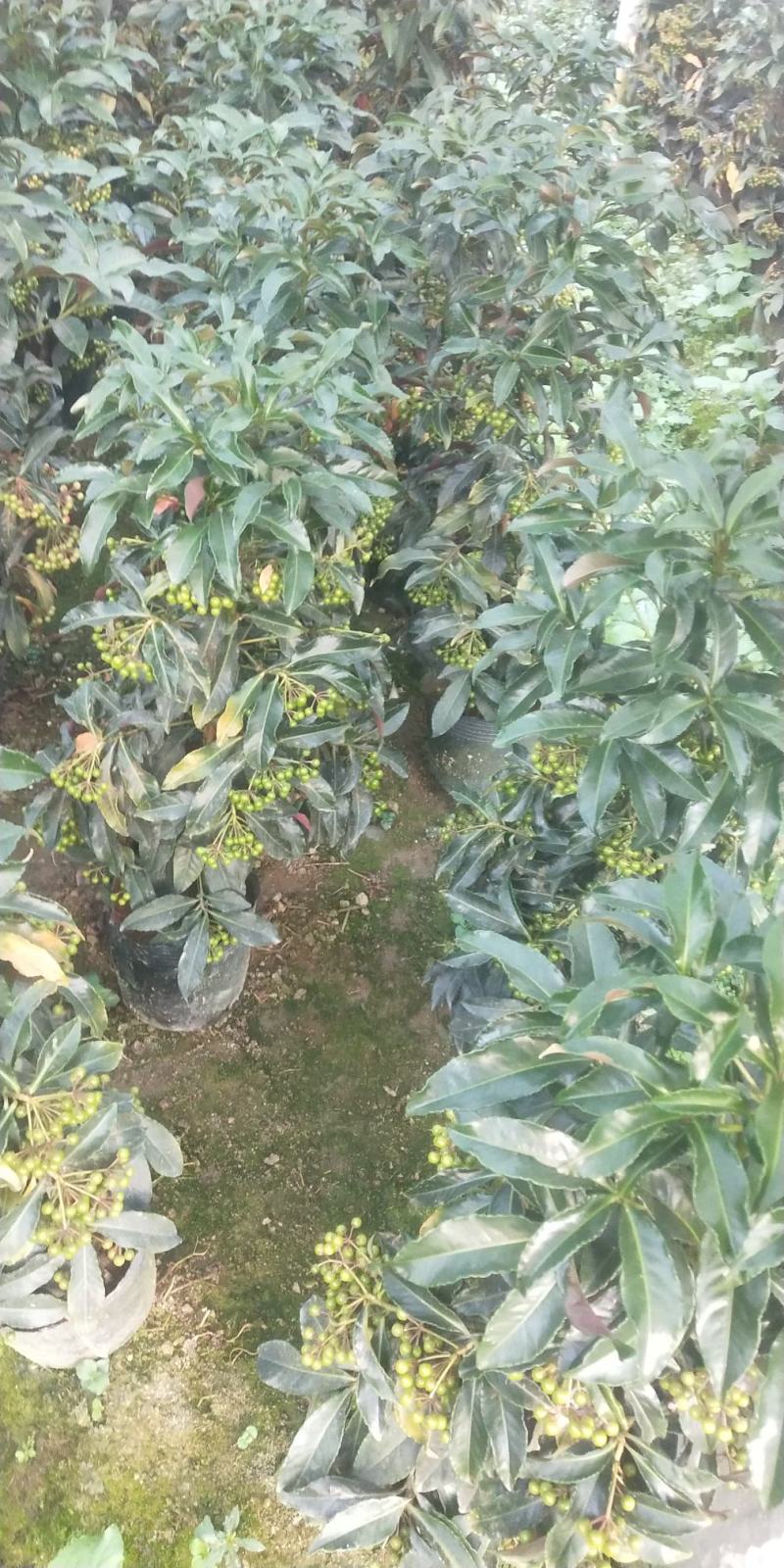 富贵籽小盆载原名朱沙根