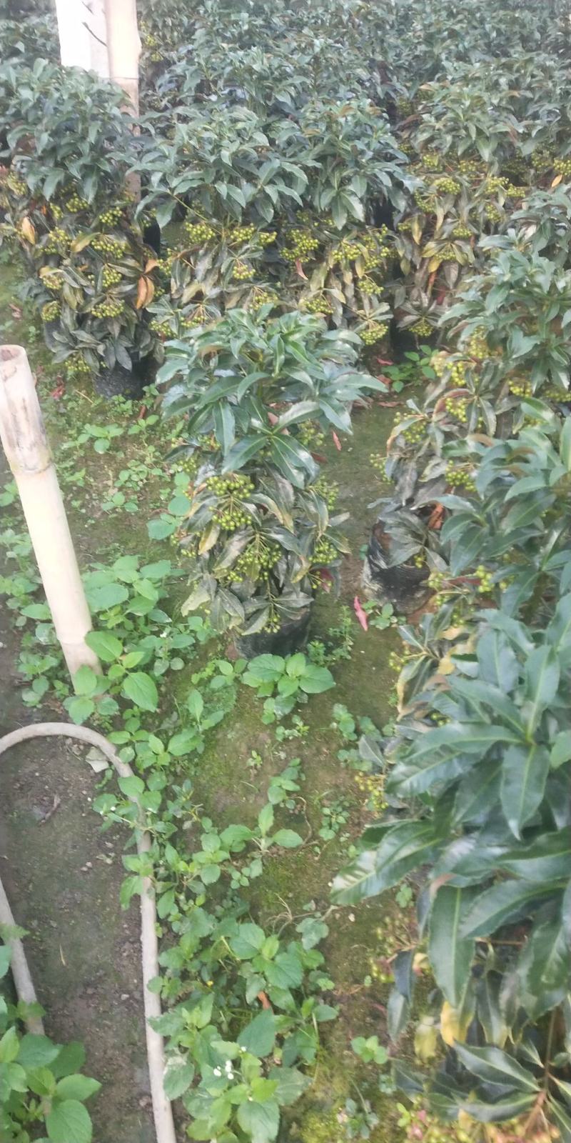 富贵籽小盆载原名朱沙根