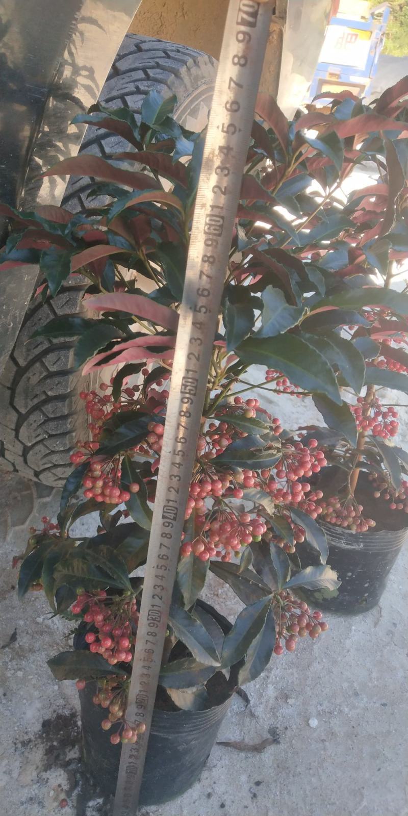 富贵籽小盆载原名朱沙根