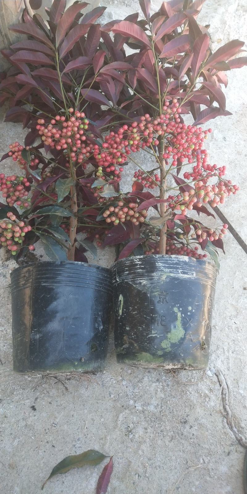 富贵籽小盆载原名朱沙根