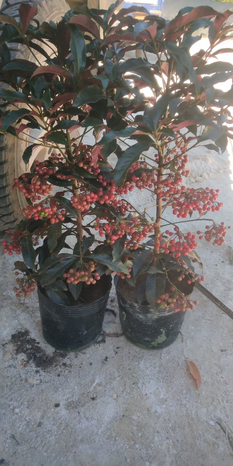 富贵籽小盆载原名朱沙根