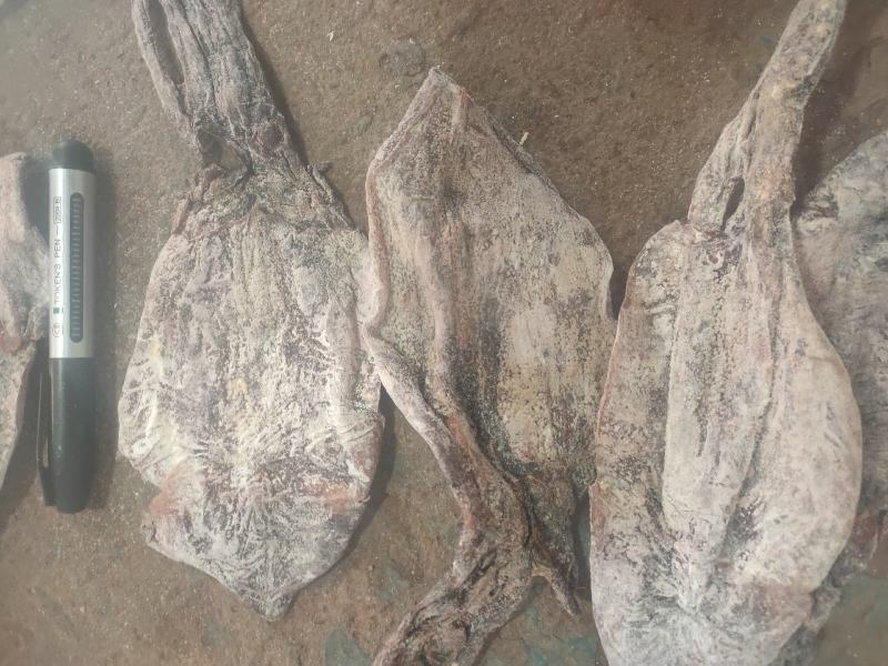越南水发鱿鱼干，大个头，和小个头。一手货源