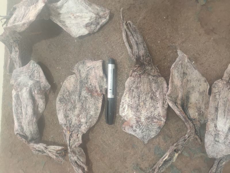 越南水发鱿鱼干，大个头，和小个头。一手货源