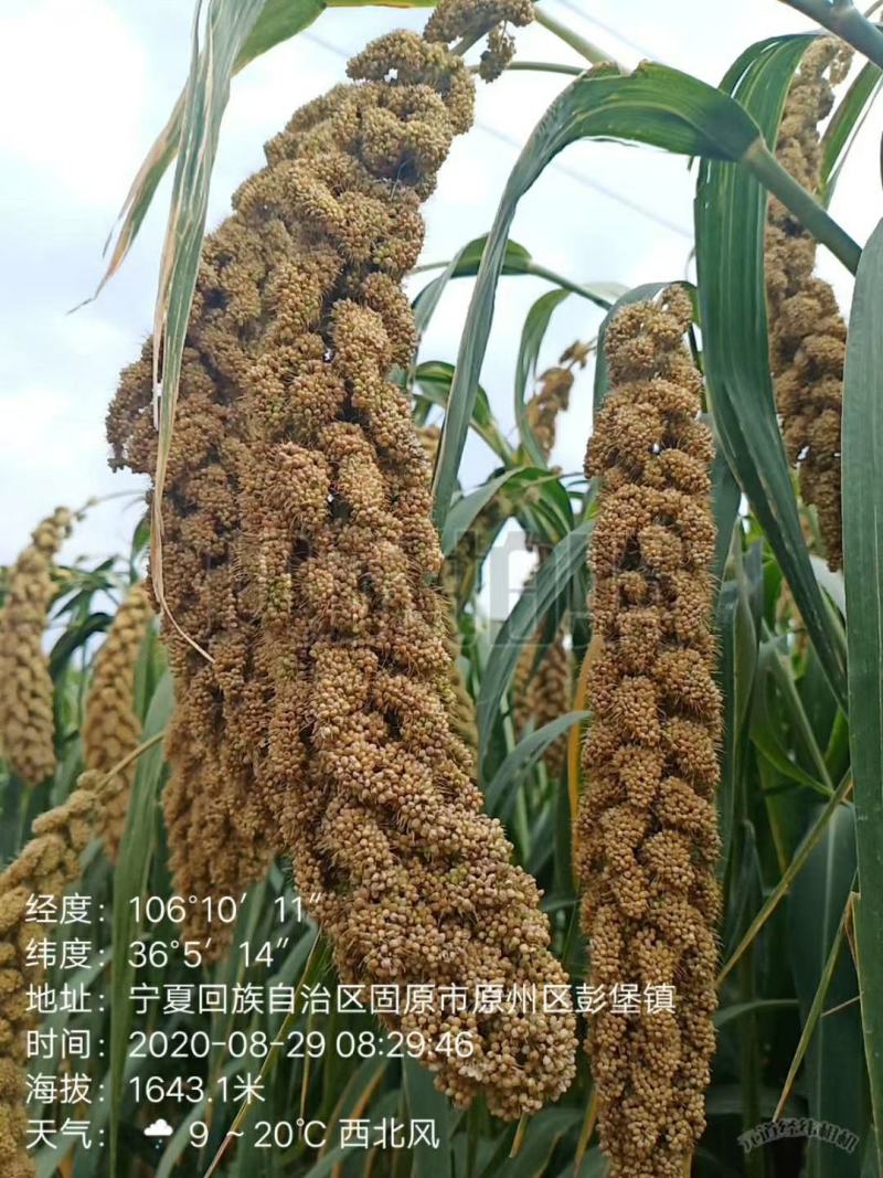 宁夏固原新星土地合作社的张杂谷开始收够了