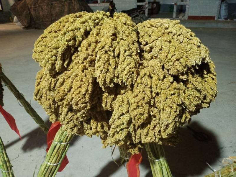 宁夏固原新星土地合作社的张杂谷开始收够了
