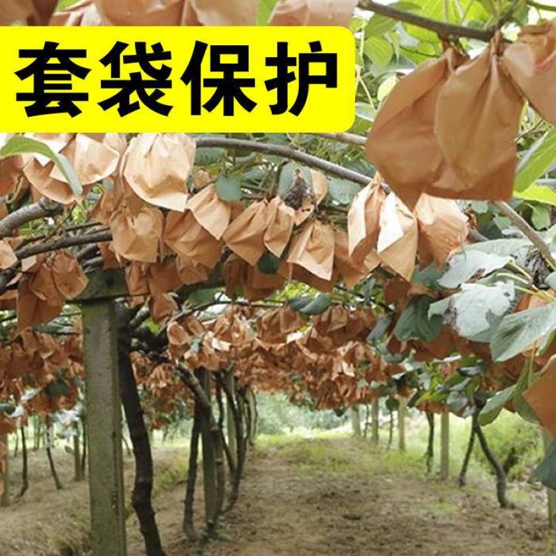陕西绿心猕猴桃水果批发当季孕妇新鲜水果奇异果非黄心红心猕